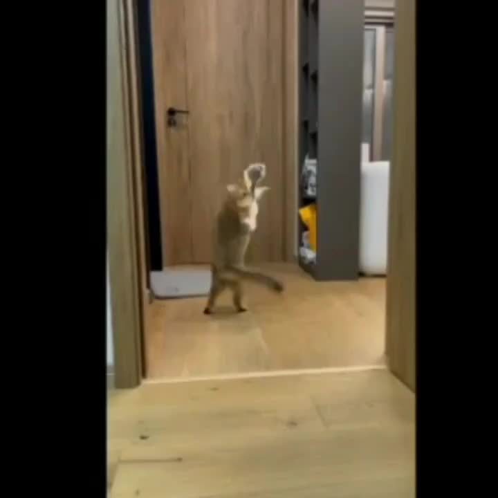 Cat walking on a wooden floor in a home setting
